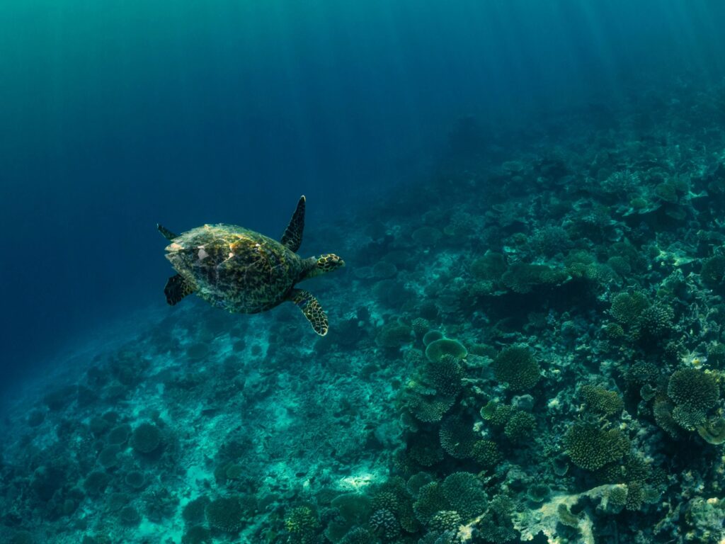 Hawksbill sea turtle (Eretmochelys imbricata) diving down to a reef, Maldives